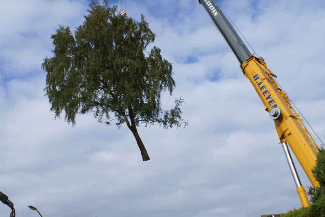 rooien van een berkenboom in udenhout baksenbosch